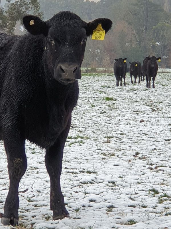Pulitano Females get a warm welcome to St.Fillan