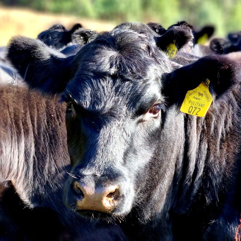 Pulitano heifers join our herd