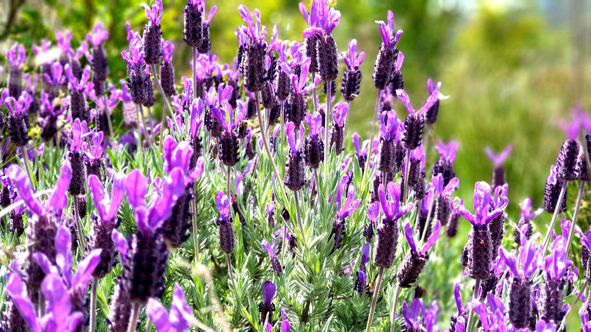 Purple Lavender around the Sculpture Pond