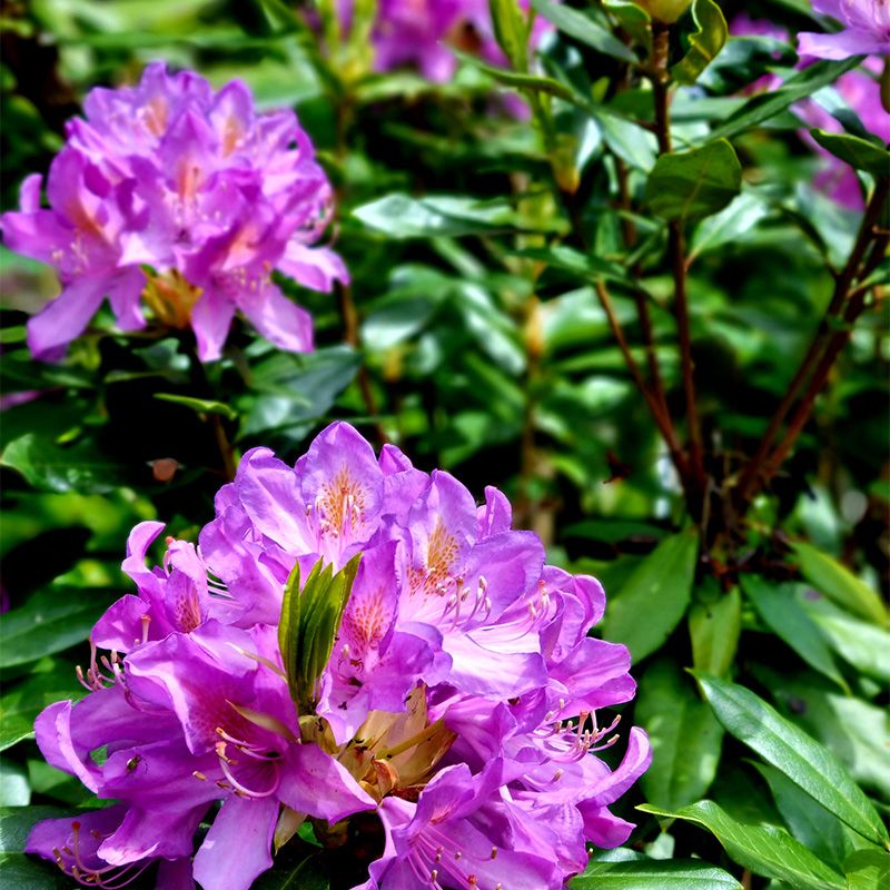 Purple and Yellow Rhododendrons make a stunning display in late Spring