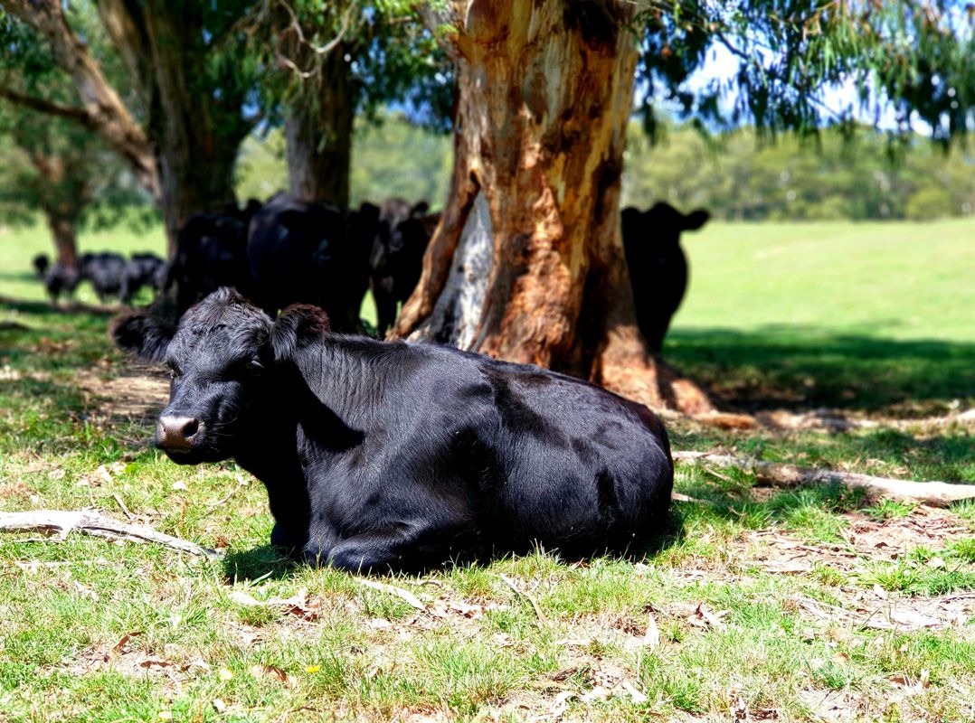 Quiet Cattle are Content Cattle