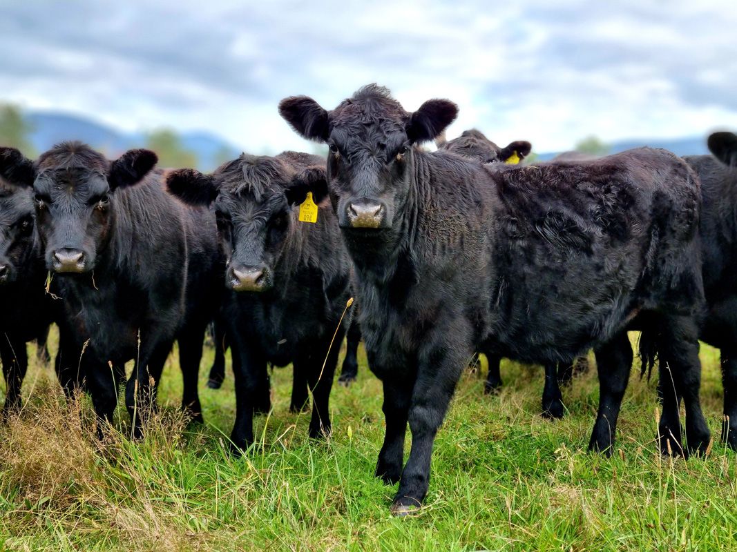 Quiet temperament on display with our Angus Heifers