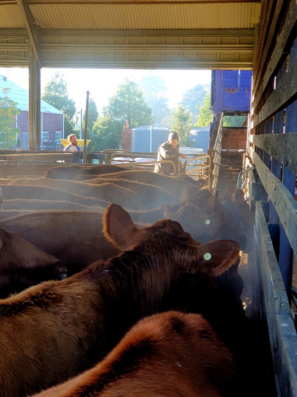 RA Cattle steam in the cold air as they load up into trucks