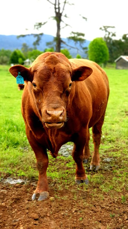 RA Composite Bull for use with our 3rd+ calvers