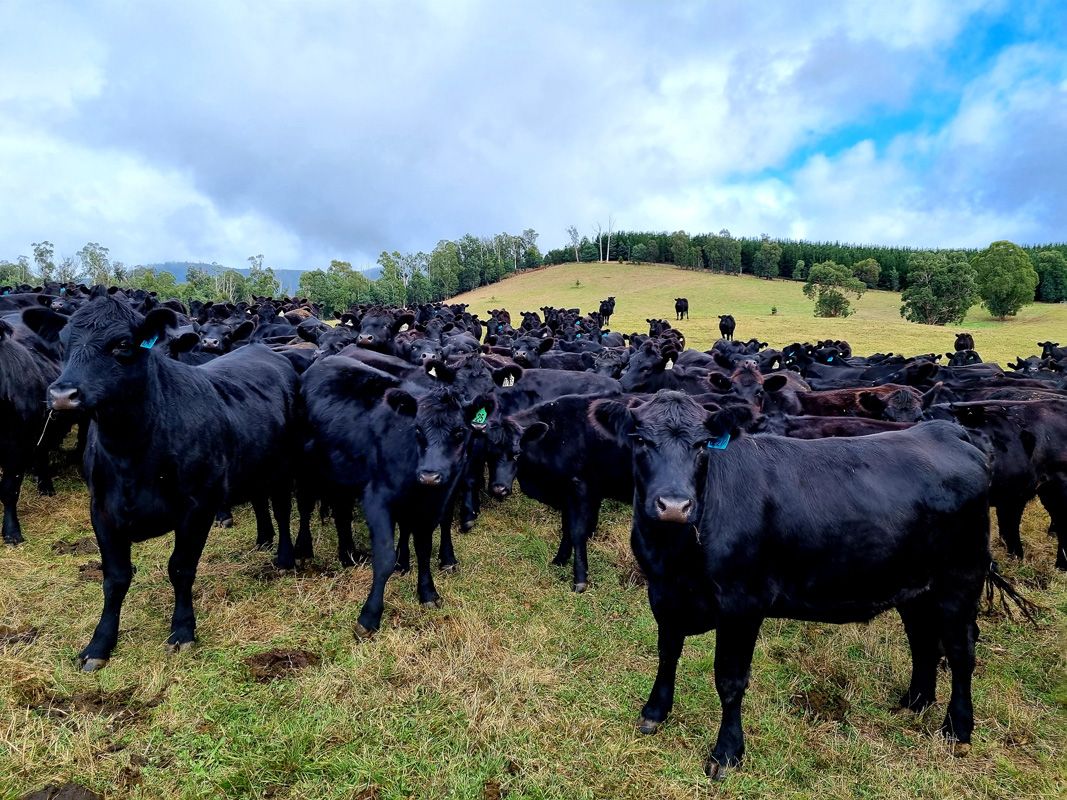 Ready for their regular movement