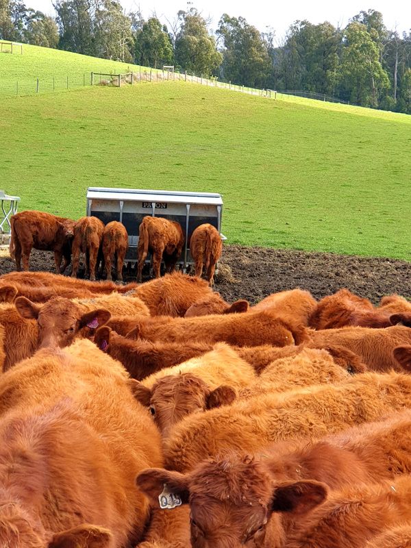 Red Angus in their last Season at St.Fillan Farm as we transition to Black