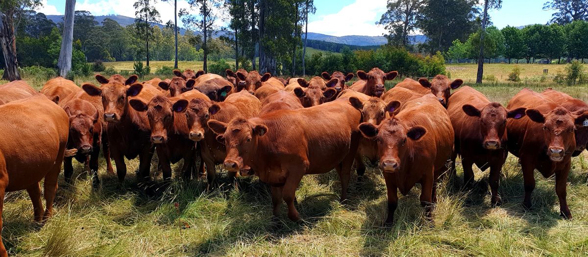 Red Angus mob