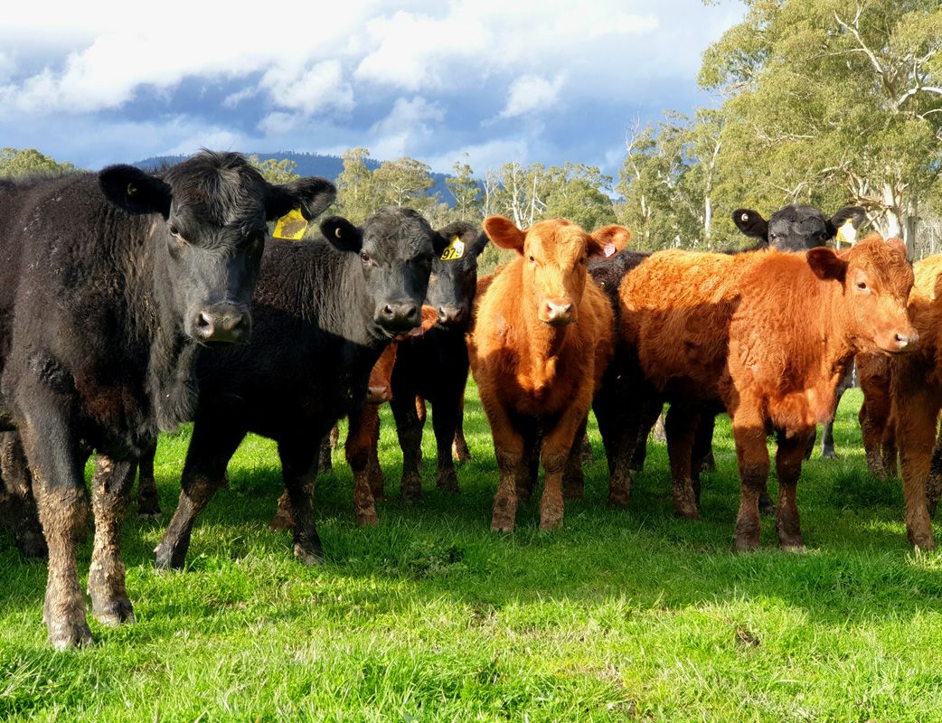 Reds and Black Angus in 2020