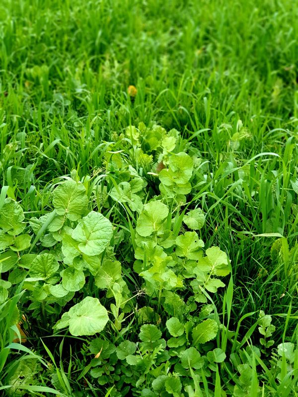 Regenerative Ag and our ever changing Pasture Mix