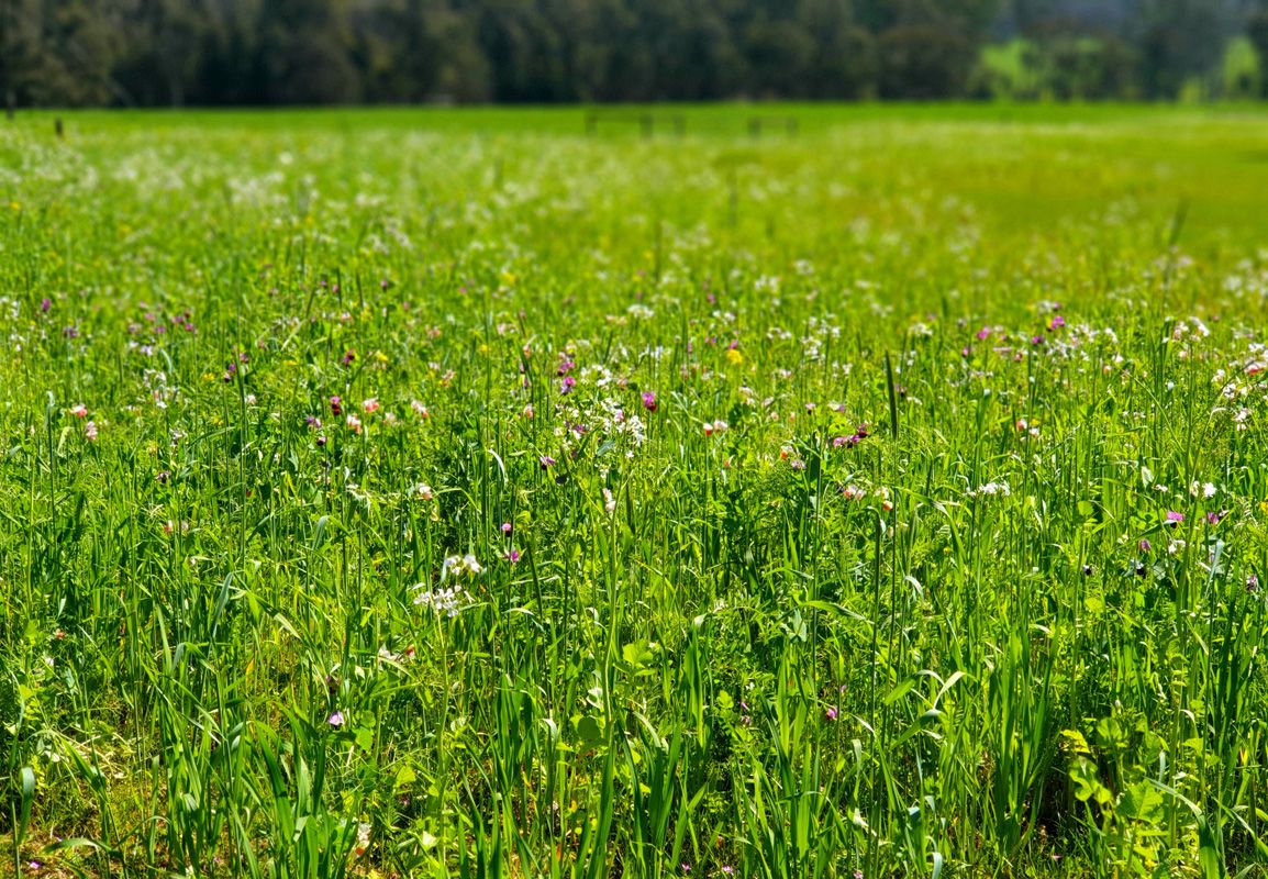 Regenerative Agriculture on full display with this meadow of multi species pasture