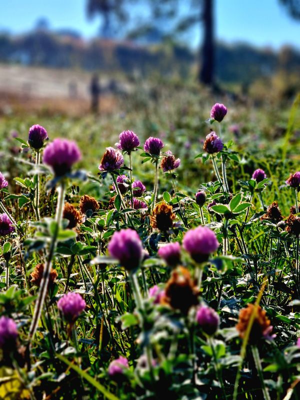 Regenerative Pasture Mix