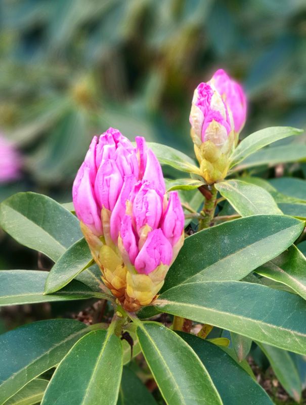 Rhododendrons bursting into life