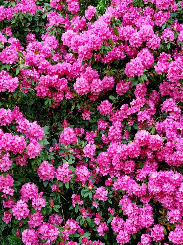 Rhododendrons en-masse blooms are hard to beat