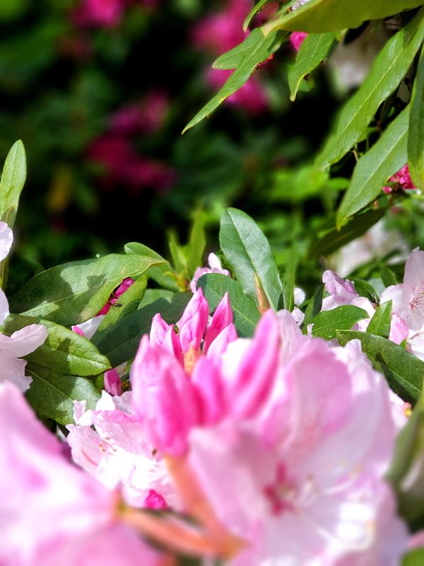 Rhododendrons in flower