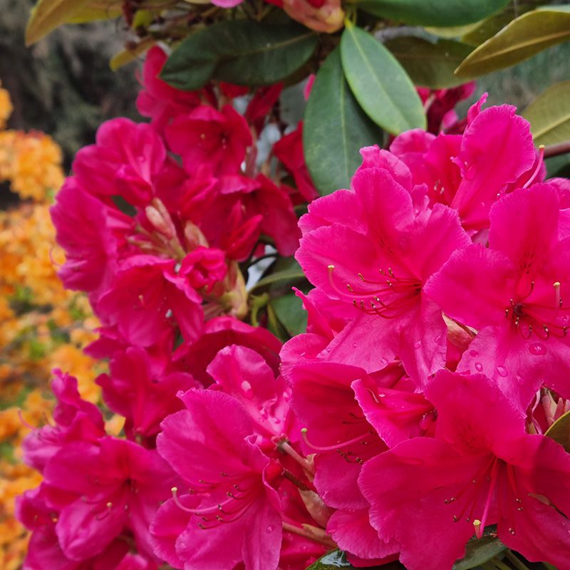 Rhododendrons show a great display in the Gardens