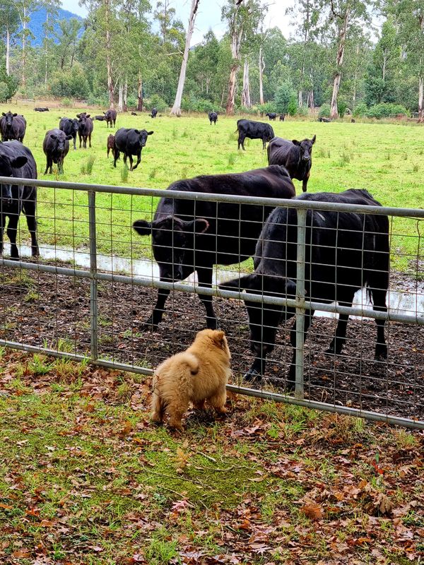 Saved by the gate, Fergus learns the ropes