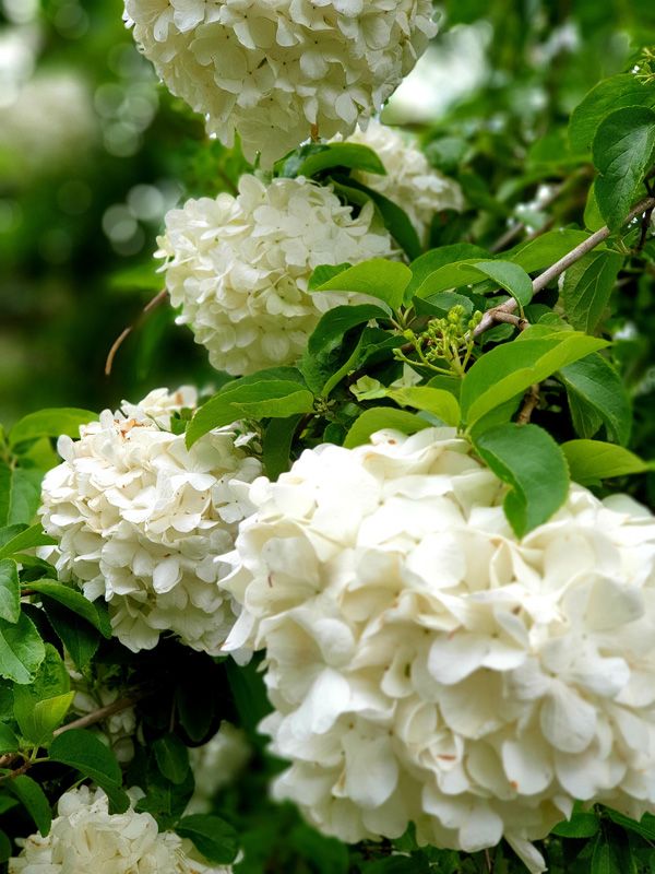 Snowball Bushes put on a great show along the pathways at St.Fillan Farm