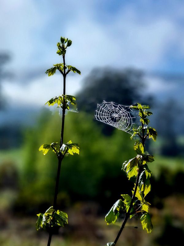 Spiders are an essential part of the bio-diversity of any thriving environment