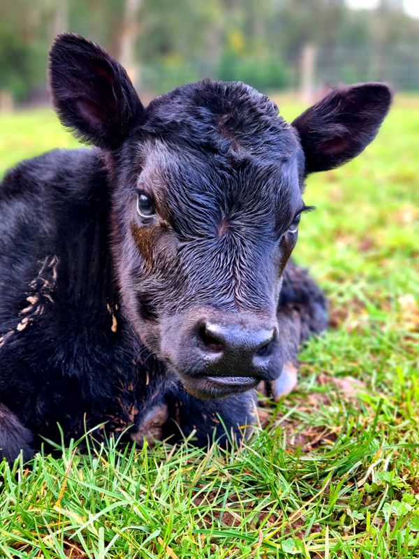 Spring Calf 2021