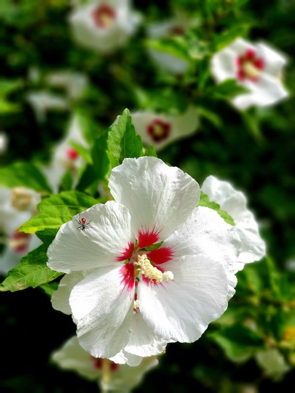 Spring Flowers adorn the Gardens