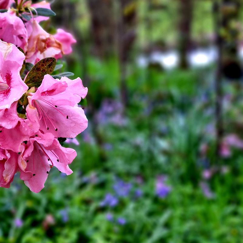 Springtime looking down to one of the creeks