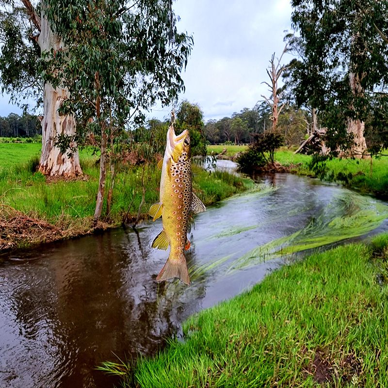 St.Fillan Creeks teeming with Trout, this one went back