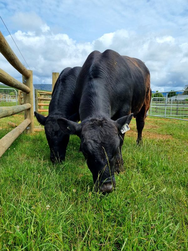 Table Top Angus Stud Bulls in the yards