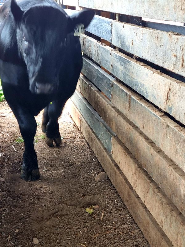 Table Top Genesis arrives