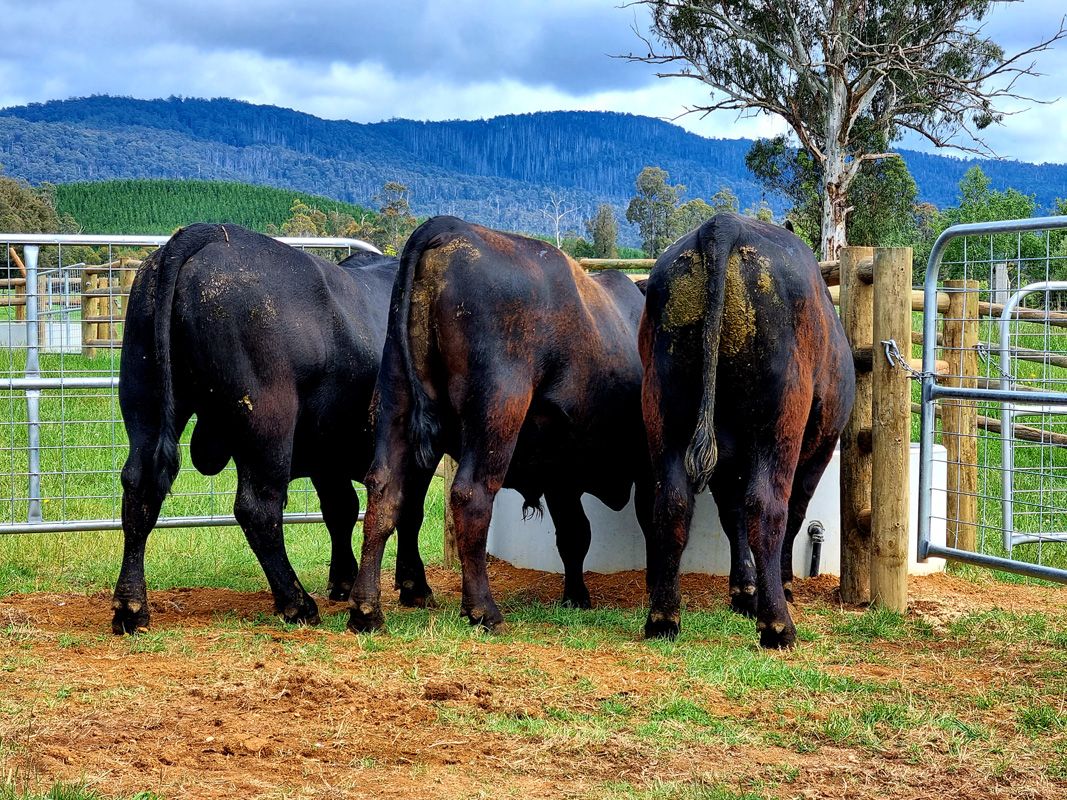 Table Top Makeham, Dusty and Genesis take a drink after the trip down from NSW