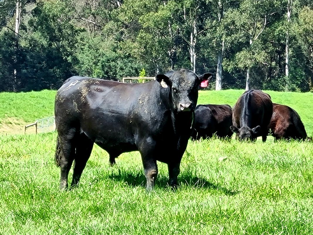 Te Mania Qoyor stands out in the herd