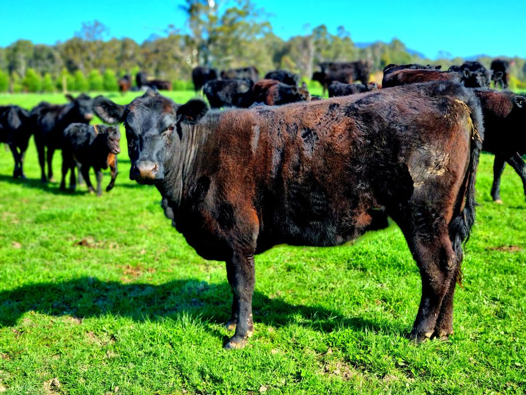TeMania Heifer still in her Winter Coat