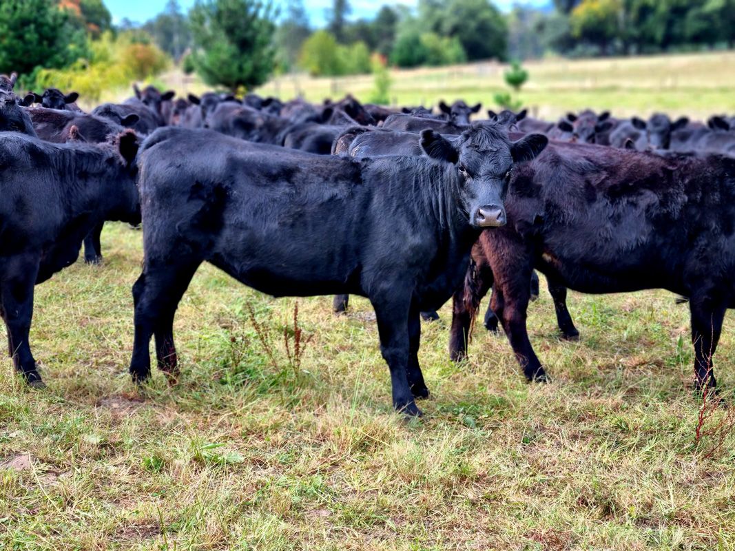 TeMania Heifers