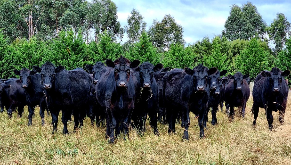 A mob of TeMania Heifers