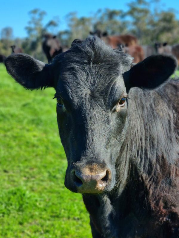 a Team TeMania mother