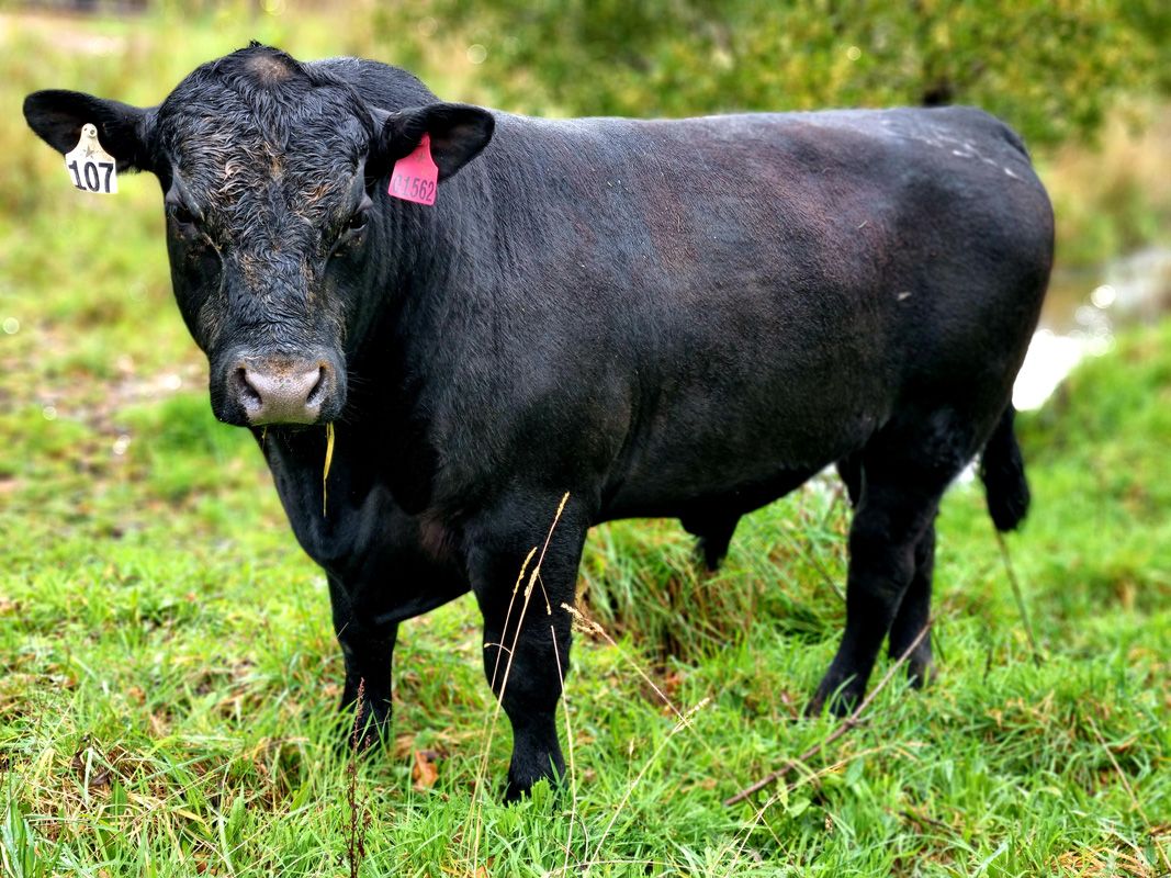 TeMania Stud Bull