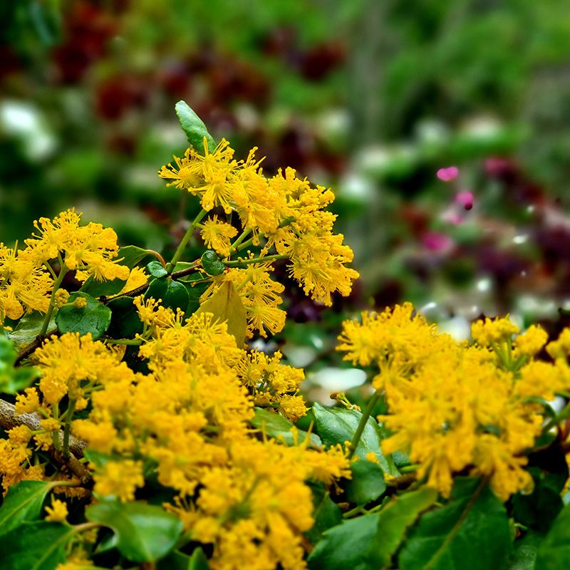 The Gardens are alive with colour as Spring arrives