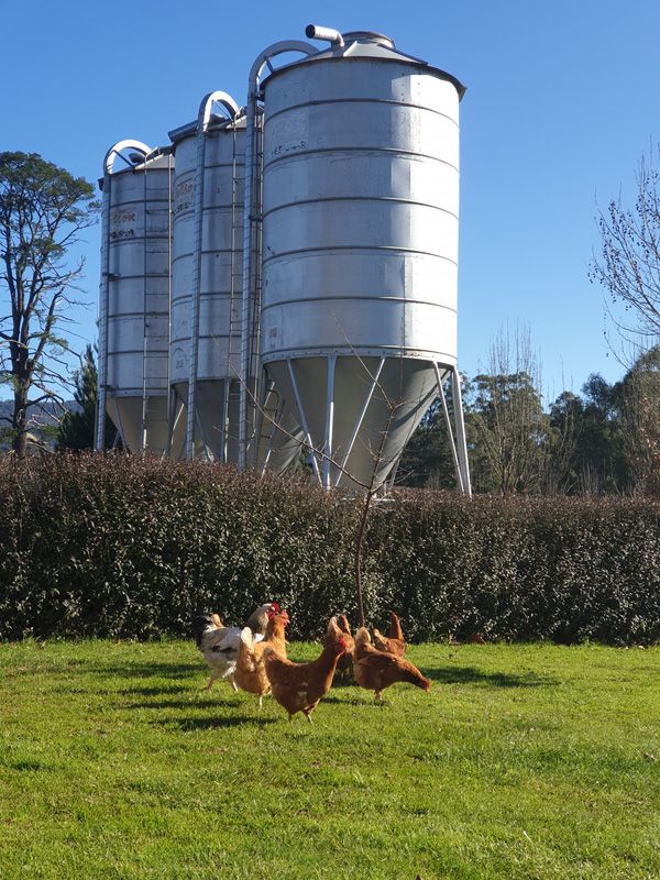 The Hens range free at St.Fillan
