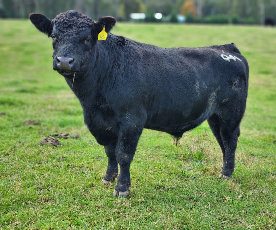 The breeding shows through with Allunga Q40