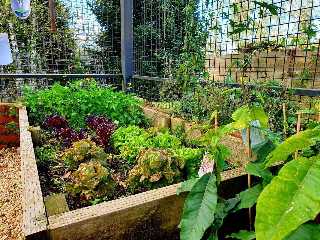 The homestead vegetables from the Birdcage Garden
