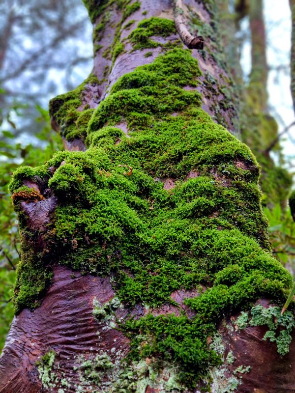 The wonders of a cool climate in the lower gardens