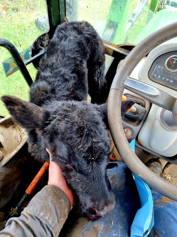 This Calf took a ride as he got separated from his mob