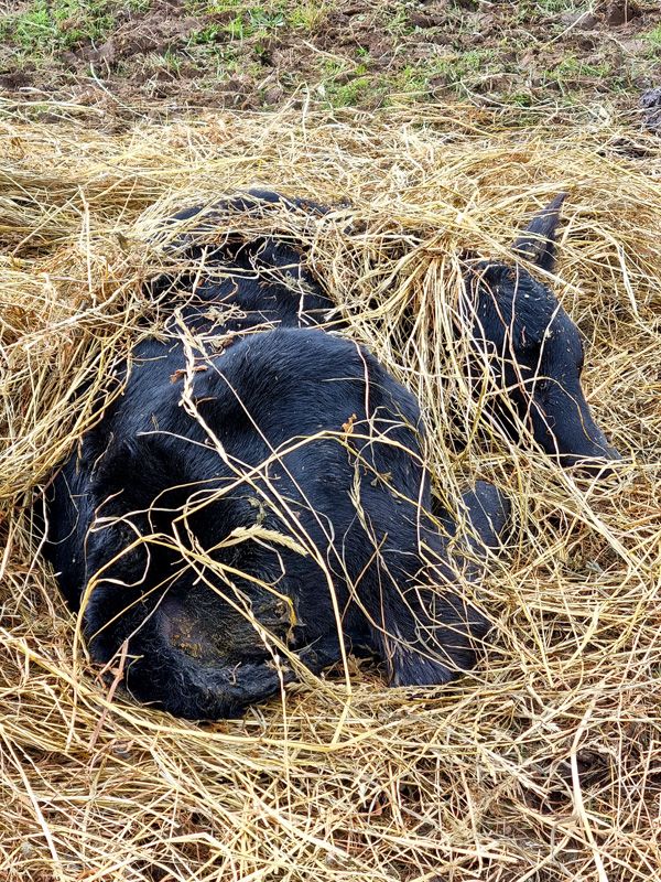 This calf has a great maternal trait mother as she covers him up in a hay trail against the cold