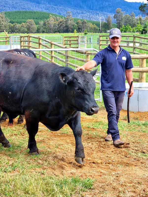 Tim Scott from Table Top Angus Stud with new Bulls in our yards