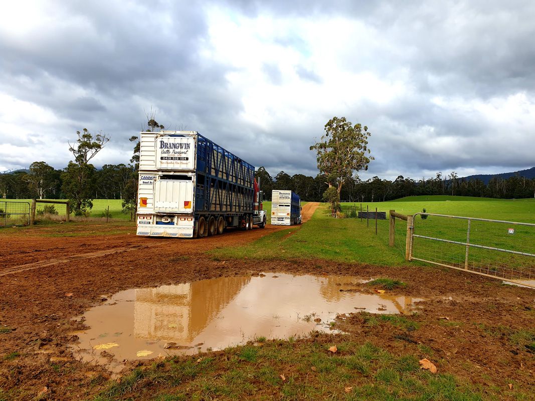 Trucks filled with Angus Cattle head North