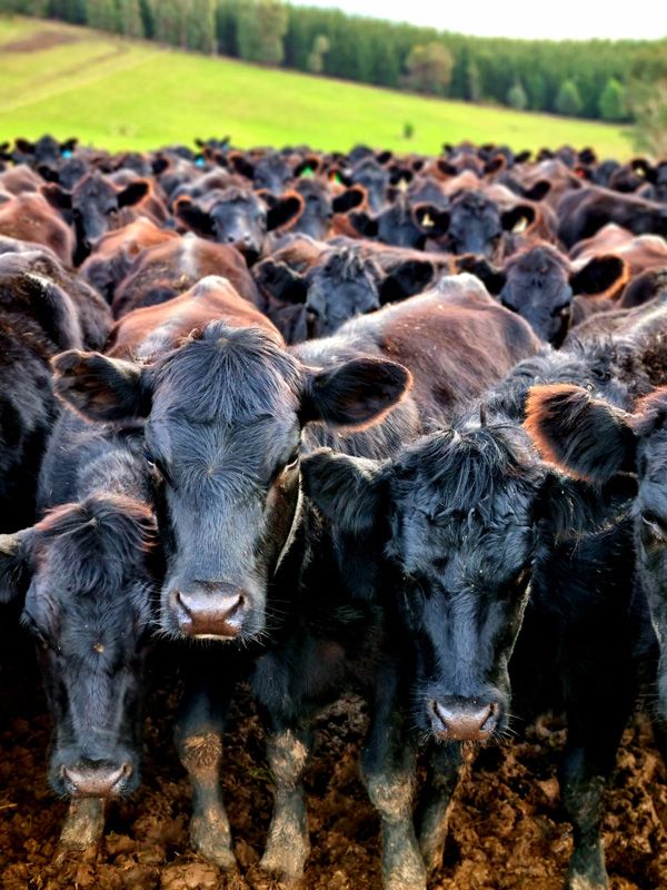 Up close and personal with a mob of quiet calm Heifers