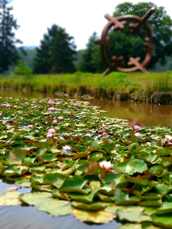 Waterlillies on the Brian Lake