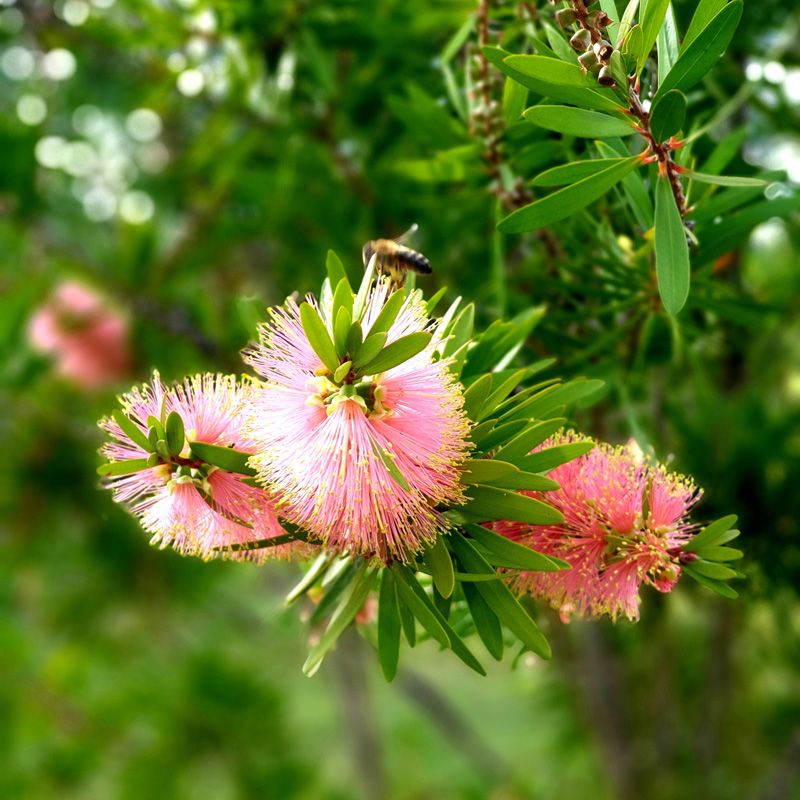 We have planted many native Banksias and Bottle Brush trees around St.Fillan Farm to support increased birdlife and insects