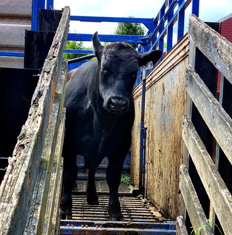 Welcome to St.Fillan, Table Top Dusty