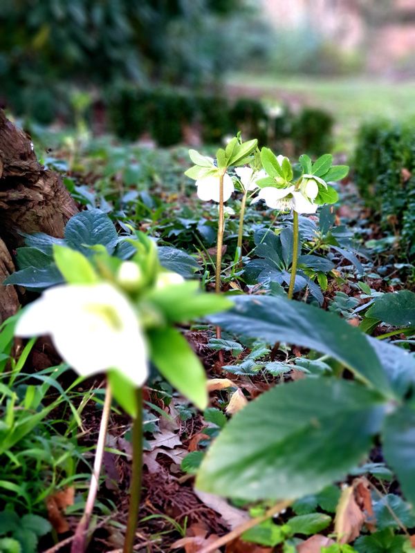 White Hellebores in the Homestead Garden