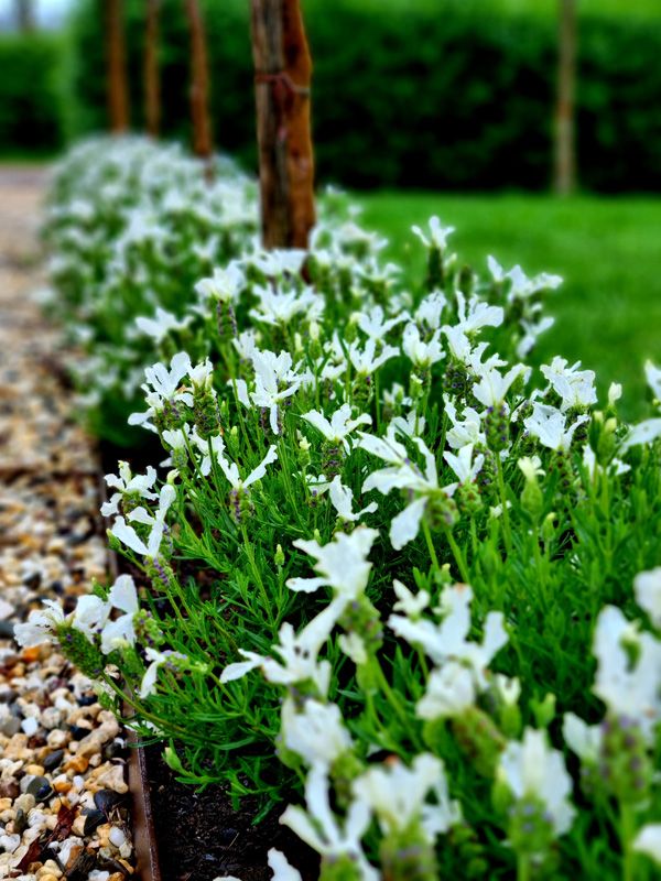 White Lavender, pretty, fragrant, and the Bees love it